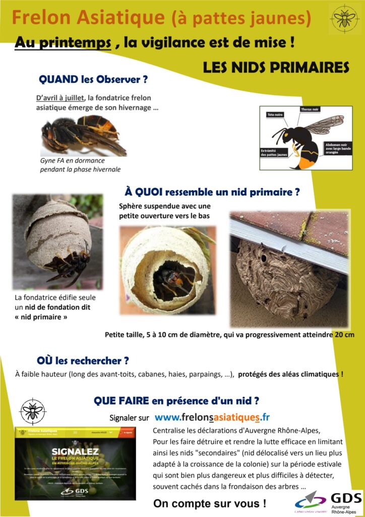 Prevention frelon asiqtique